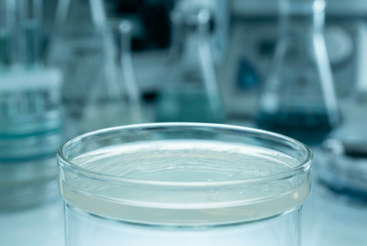 Petri dish with culture medium in a laboratory